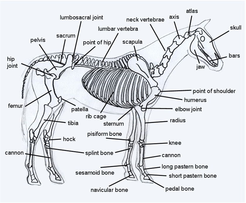 Horse Body Parts Chart